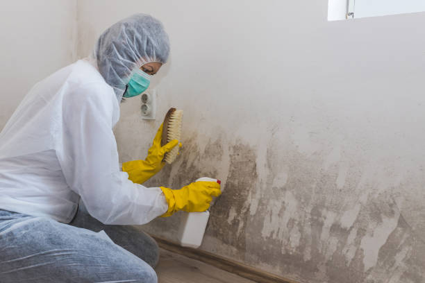 Best Black Mold Removal  in Hoopa, CA