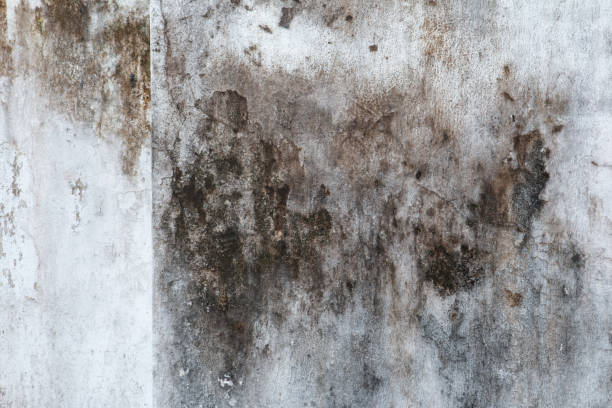 Trusted Hoopa, CA Mold Removal Experts