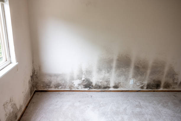 Best Water Damage & Mold Remediation  in Hoopa, CA