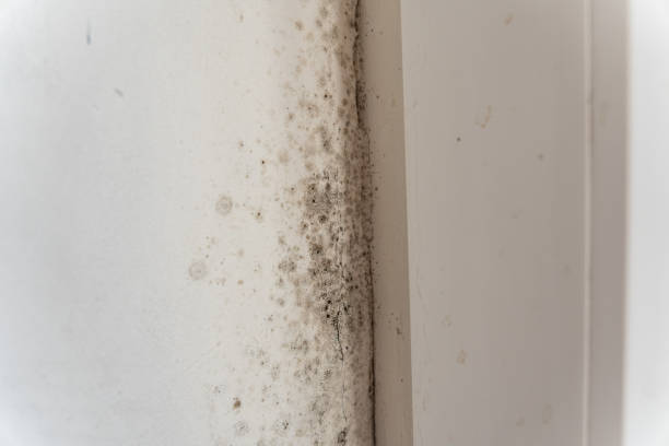 Biohazard Mold Removal in Hoopa, CA